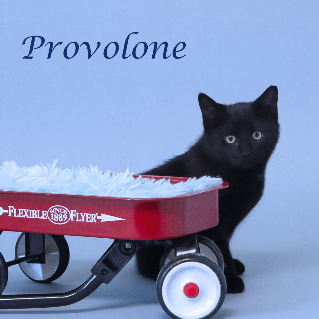 Enlarge Provolone C25-339, a Adoptable Domestic Medium Hair in Lebanon, TN image 2/3