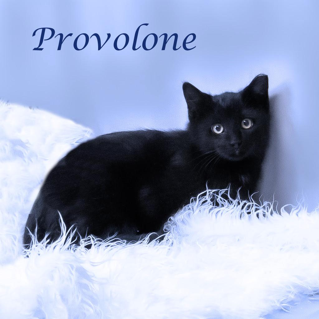 Enlarge Provolone C25-339, a Adoptable Domestic Medium Hair in Lebanon, TN image 3/3