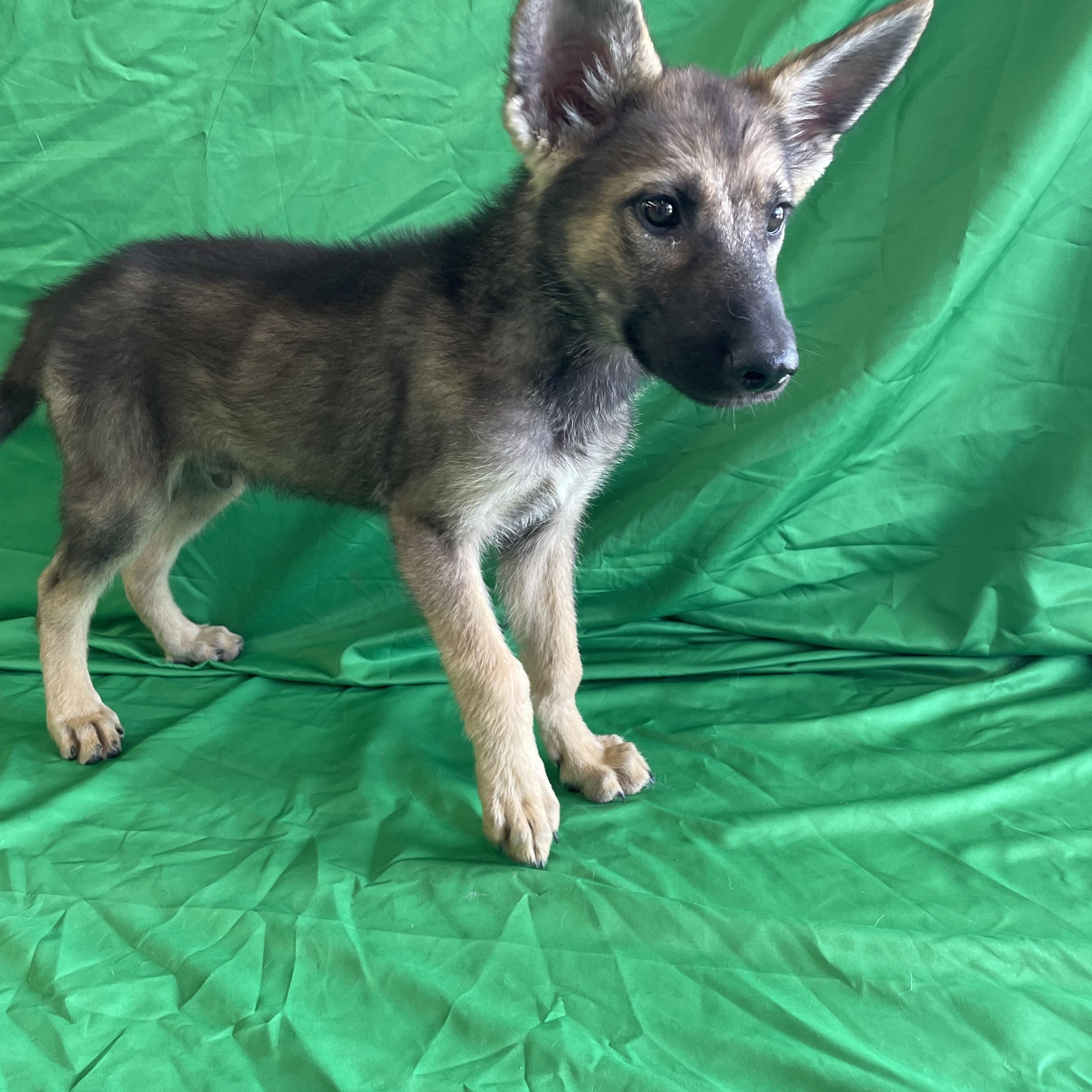 Enlarge Niels, a Adoptable German Shepherd Dog in Phoenix, AZ image 1/3
