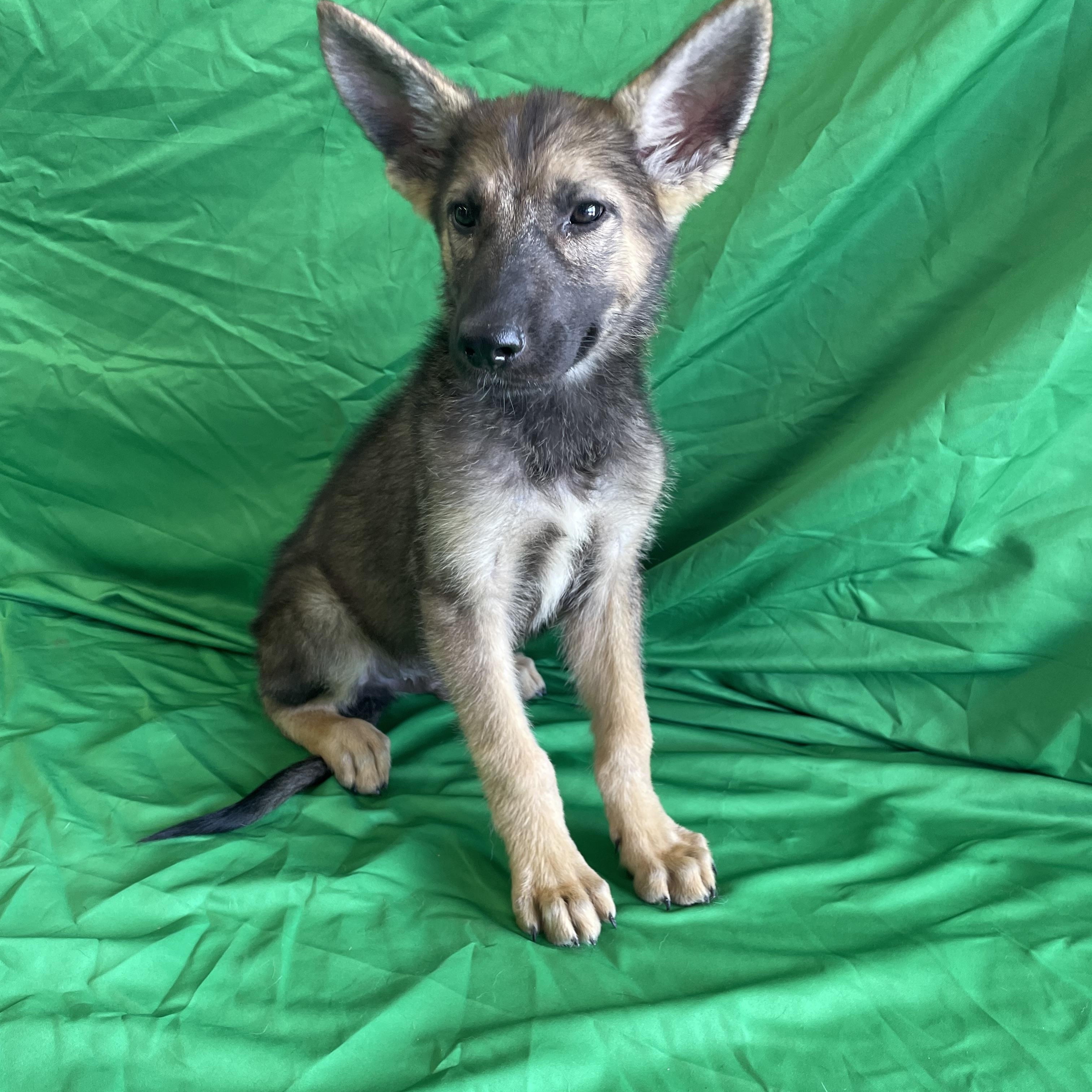 Enlarge Niels, a Adoptable German Shepherd Dog in Phoenix, AZ image 2/3