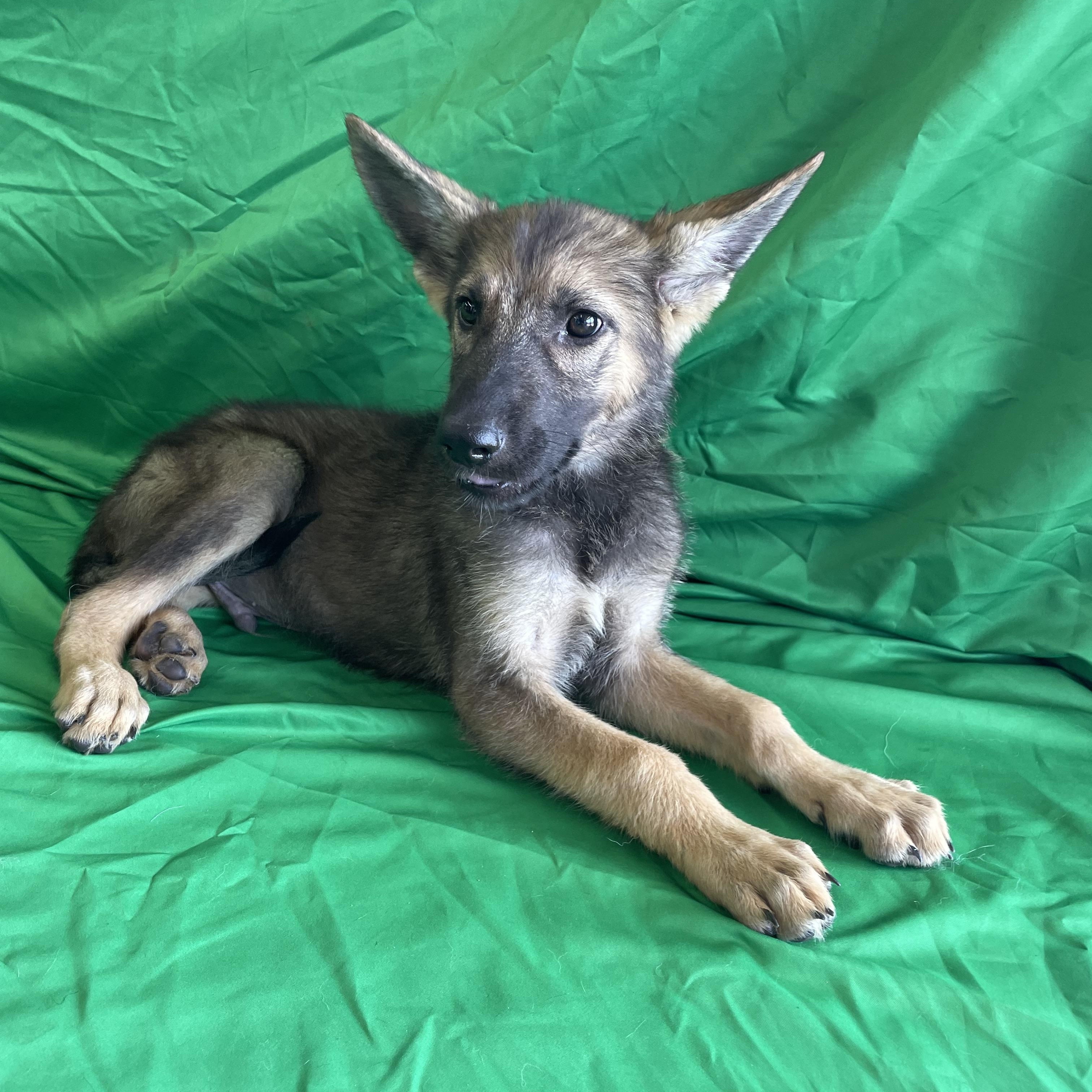 Enlarge Niels, a Adoptable German Shepherd Dog in Phoenix, AZ image 3/3