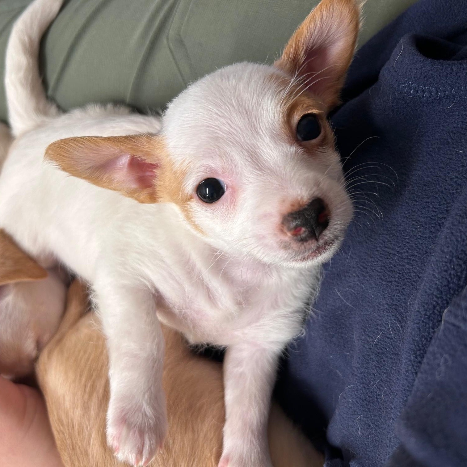 Enlarge Marshmallow, an adopted mixed breed in Petaluma, CA image 1/4