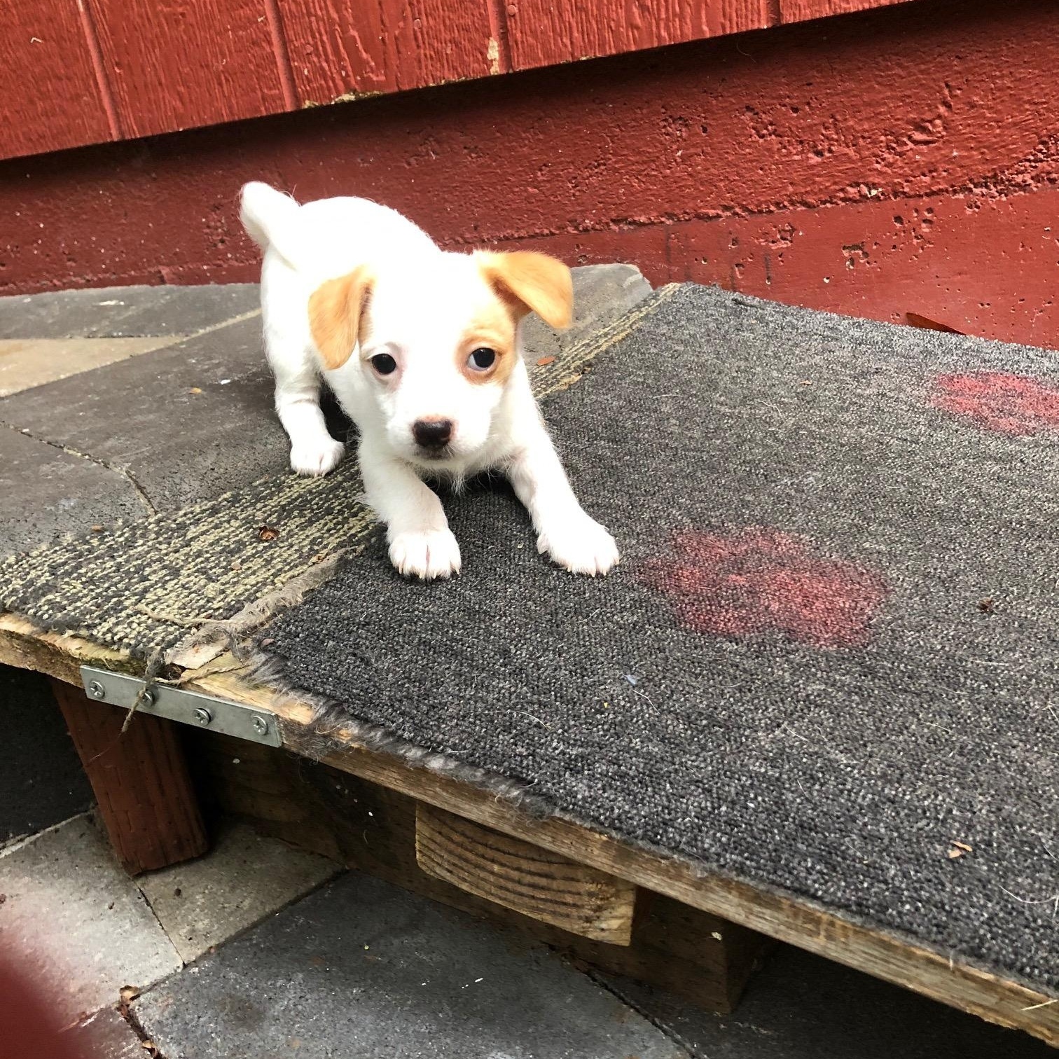 Enlarge Marshmallow, an adopted mixed breed in Petaluma, CA image 3/4