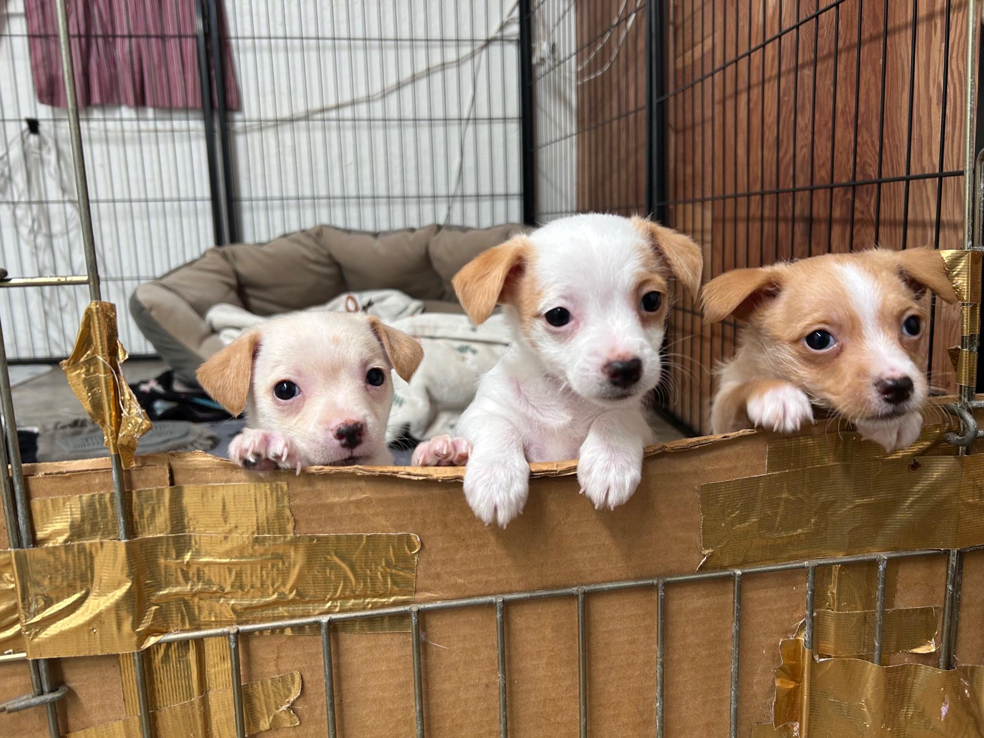 Enlarge Marshmallow, an adopted mixed breed in Petaluma, CA image 4/4