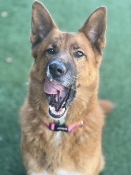 Sparkle, a Adoptable mixed breed in Sacramento, CA image 4/6