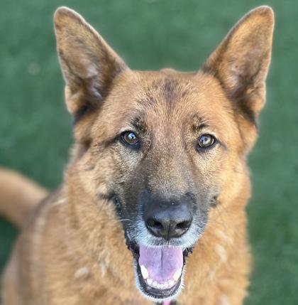 Sparkle, a Adoptable mixed breed in Sacramento, CA image 2/6