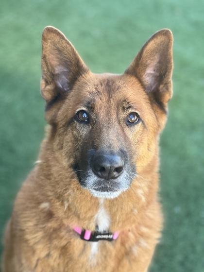 Sparkle, a Adoptable mixed breed in Sacramento, CA image 3/6