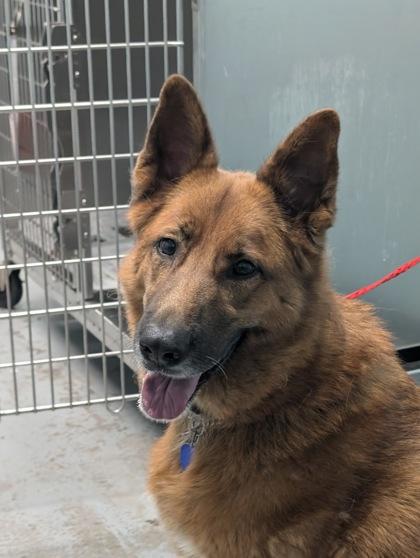 Sparkle, a Adoptable mixed breed in Sacramento, CA image 5/6