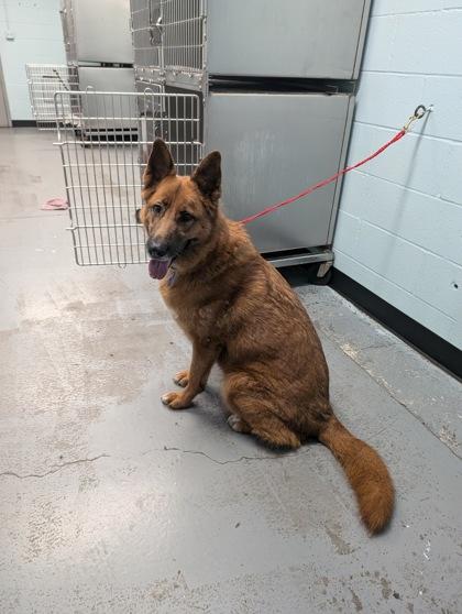 Sparkle, a Adoptable mixed breed in Sacramento, CA image 6/6