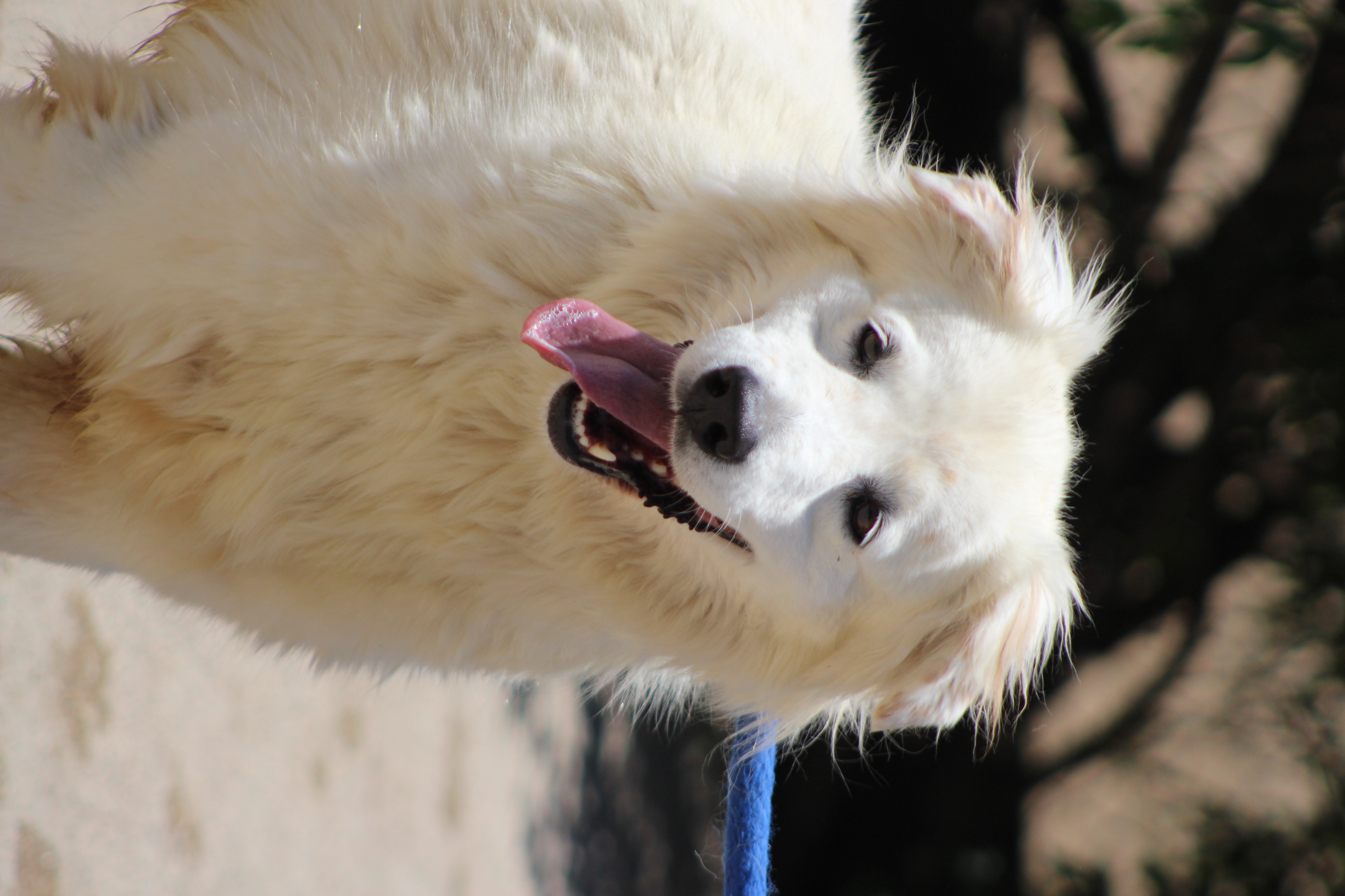 Sheila/Lilo, a Adoptable Great Pyrenees in San Bernardino, CA image 1/2