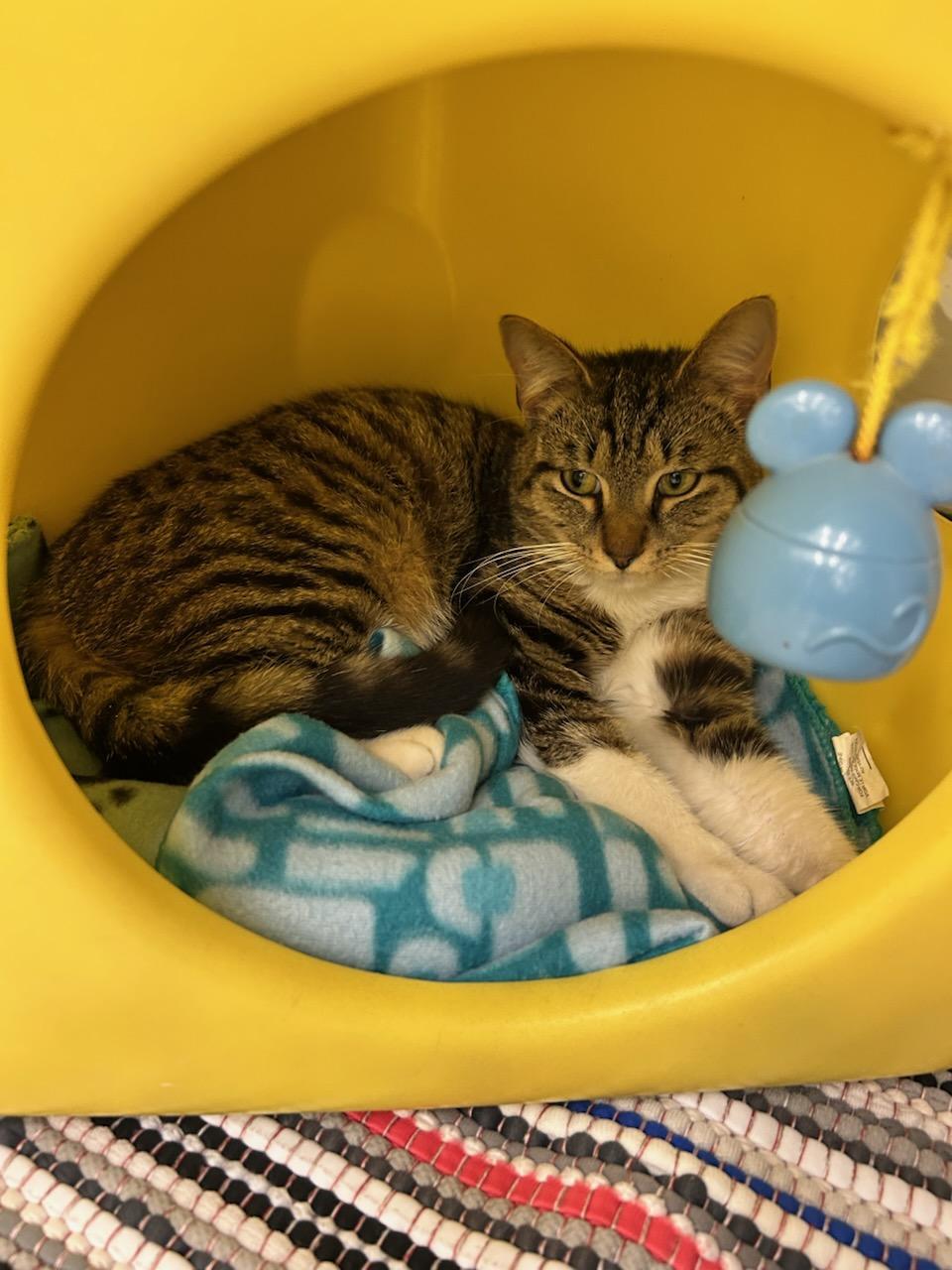 Lloyd, ADOPTABLE, Young Male Domestic Short Hair.