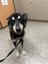Ollie 58907775 Husky Dog