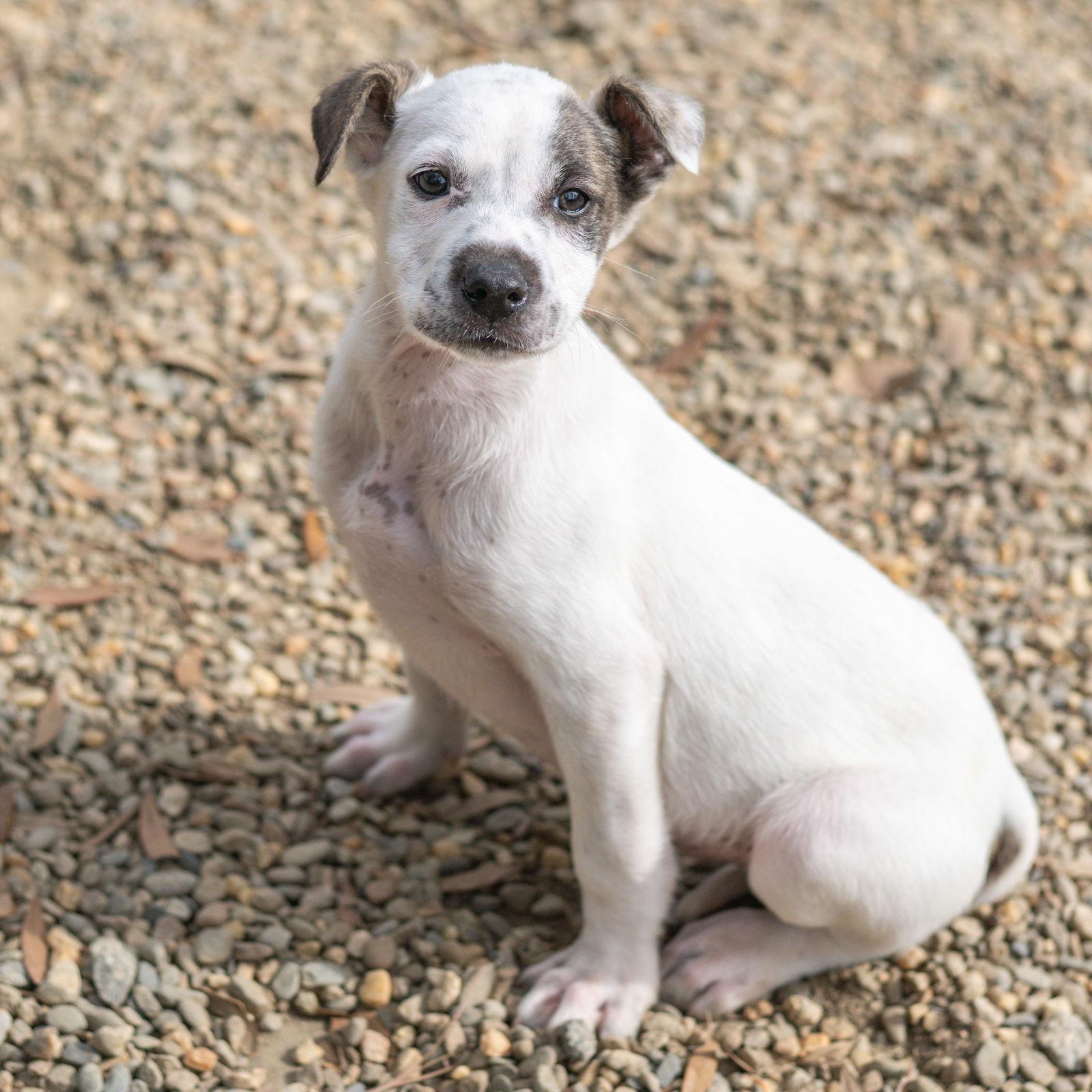 Enlarge Pumpernickel, a Adoptable mixed breed in Hilton Head Island, SC image 1/2