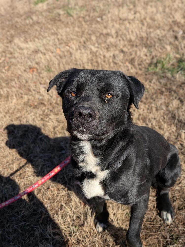 Mitch, Adoptable, Young Male Newfoundland Dog.