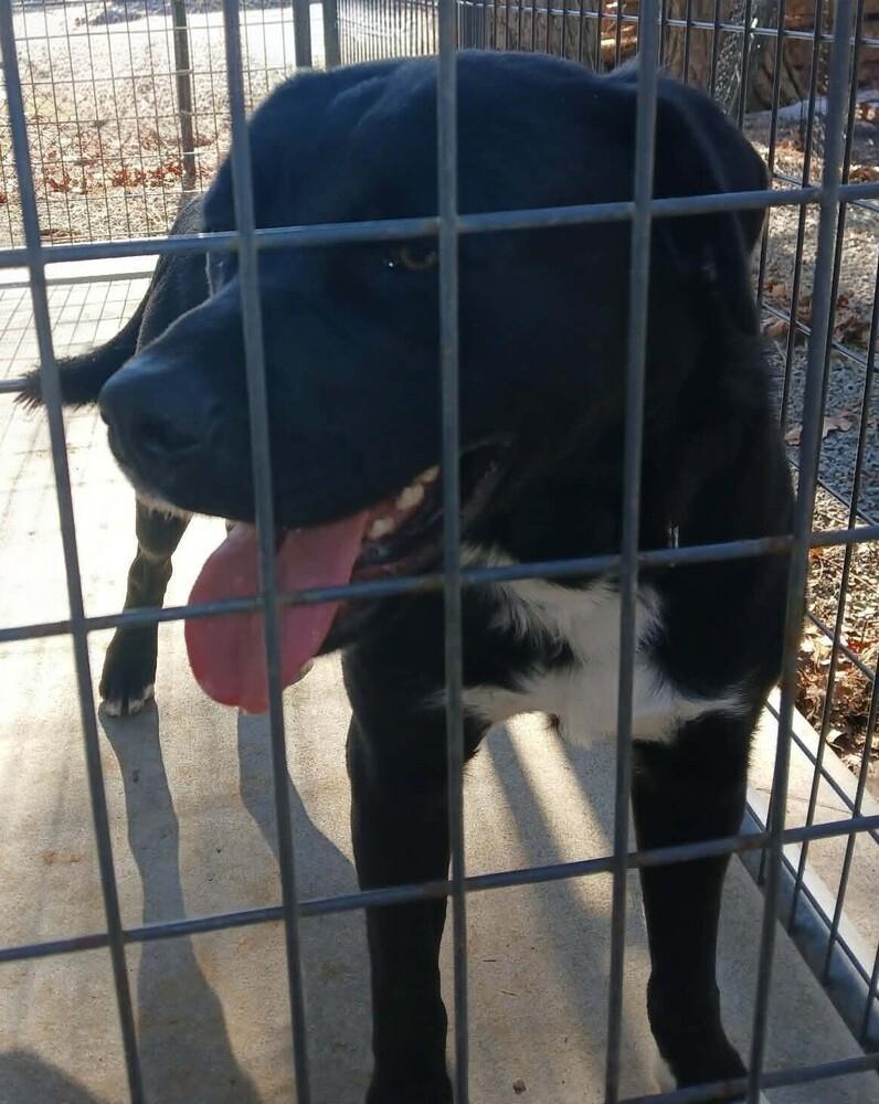 Mitch, Adoptable, Young Male Newfoundland Dog.