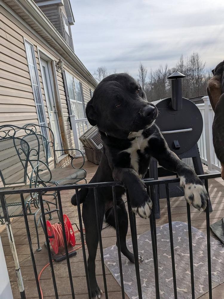 Enlarge Mitch, a Adoptable mixed breed in Statesville, NC image 3/6