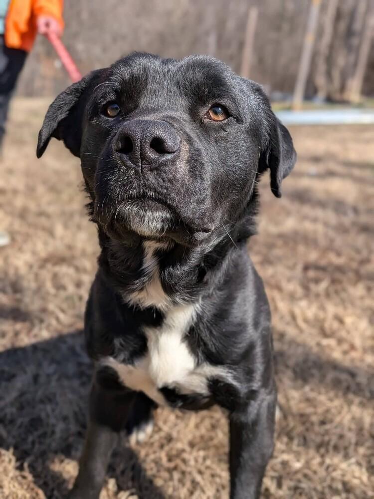 Enlarge Mitch, a Adopted mixed breed in Statesville, NC image 3/6