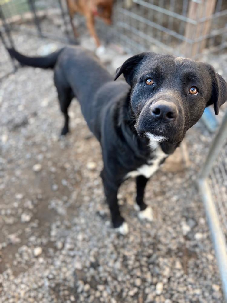 Enlarge Mitch, a Adoptable mixed breed in Statesville, NC image 4/6