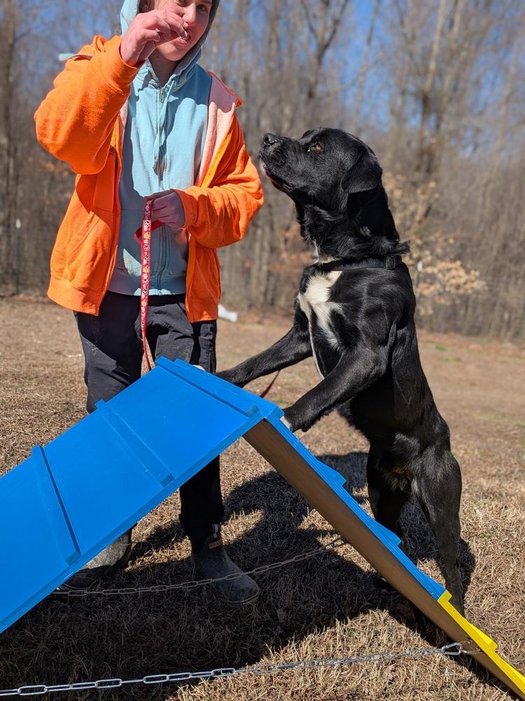 Enlarge Mitch, a Adoptable mixed breed in Statesville, NC image 5/6