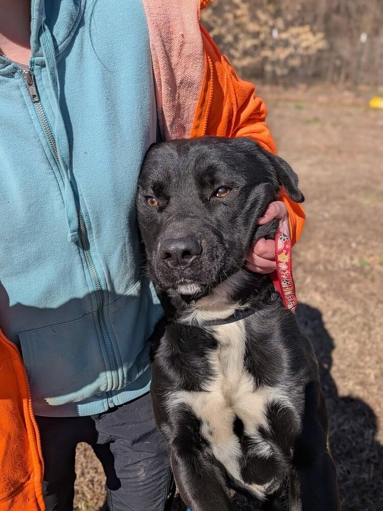 Enlarge Mitch, a Adopted mixed breed in Statesville, NC image 6/6