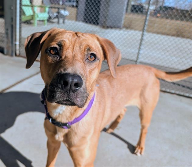 ATHENA, Adoptable, Young Female Labrador Retriever & Mixed Breed.