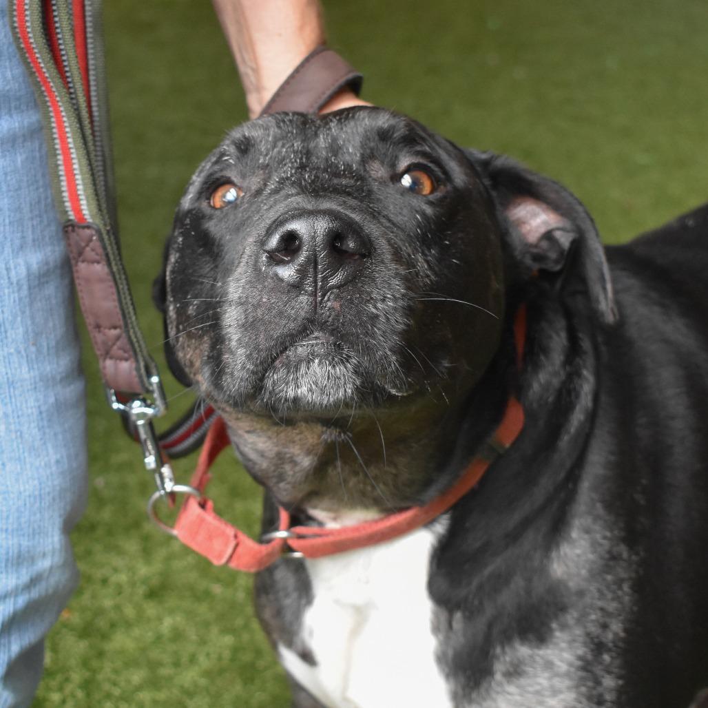 Remy, Adoptable, Senior Male Catahoula Leopard Dog & Mixed Breed.