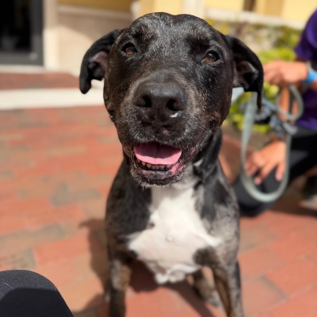 Enlarge Remy, a Adoptable mixed breed in West Palm Beach, FL image 2/6