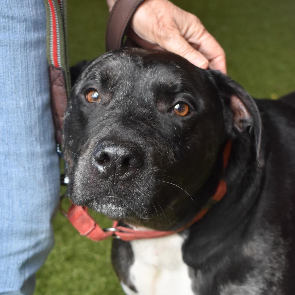 Enlarge Remy, a Adoptable mixed breed in West Palm Beach, FL image 2/6