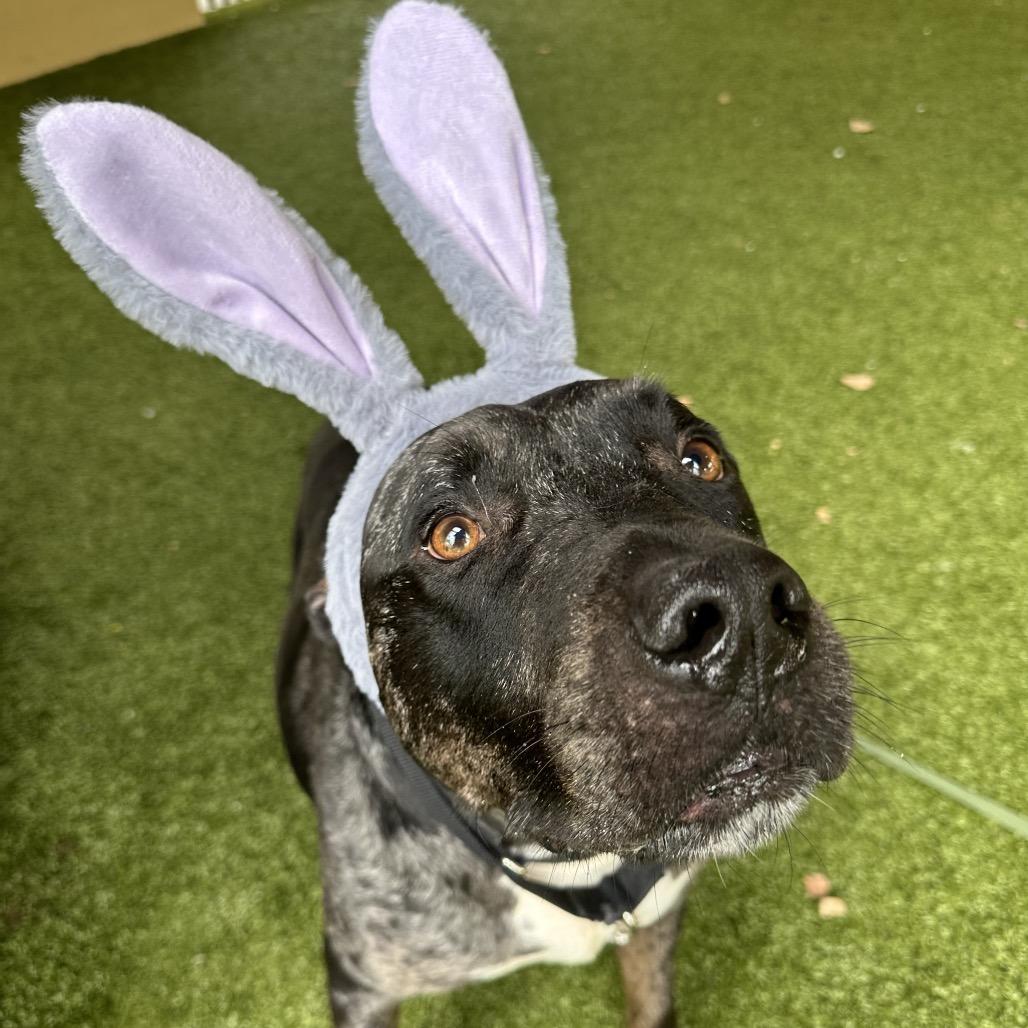 Enlarge Remy, a Adoptable mixed breed in West Palm Beach, FL image 3/6