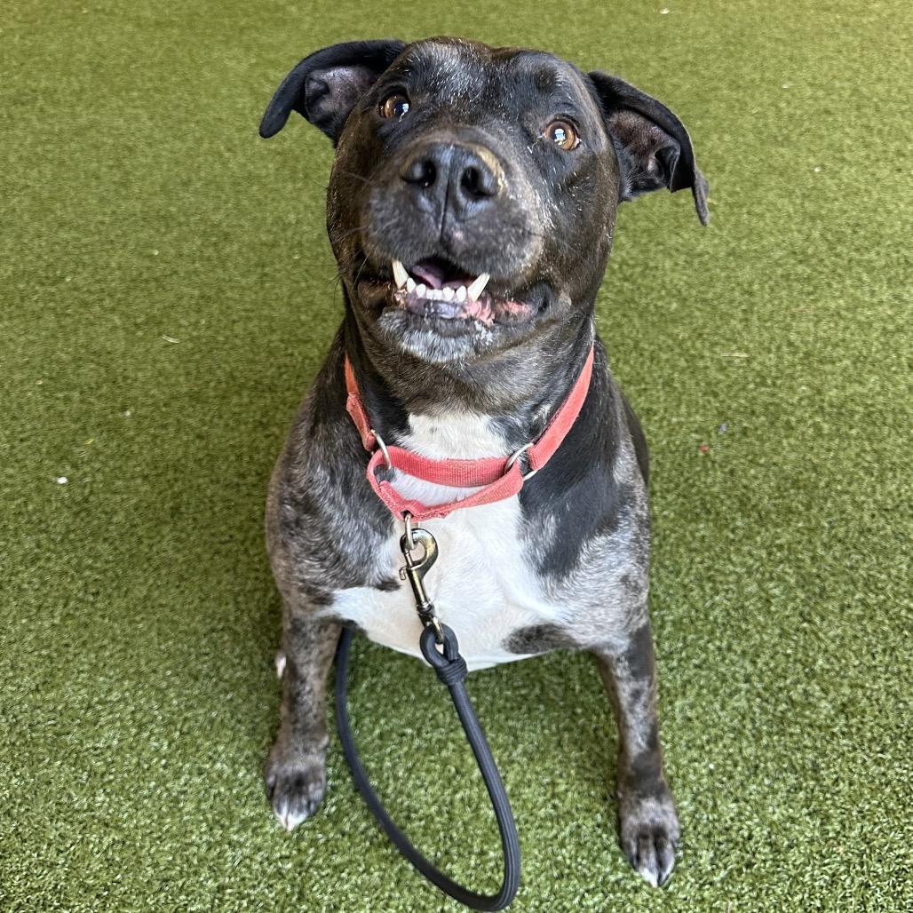 Enlarge Remy, a Adoptable mixed breed in West Palm Beach, FL image 4/6