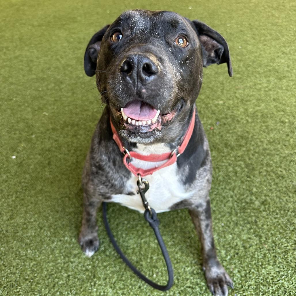 Enlarge Remy, a Adoptable mixed breed in West Palm Beach, FL image 5/6