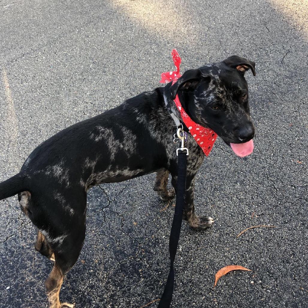 Enlarge Remy, a Adoptable mixed breed in West Palm Beach, FL image 6/6