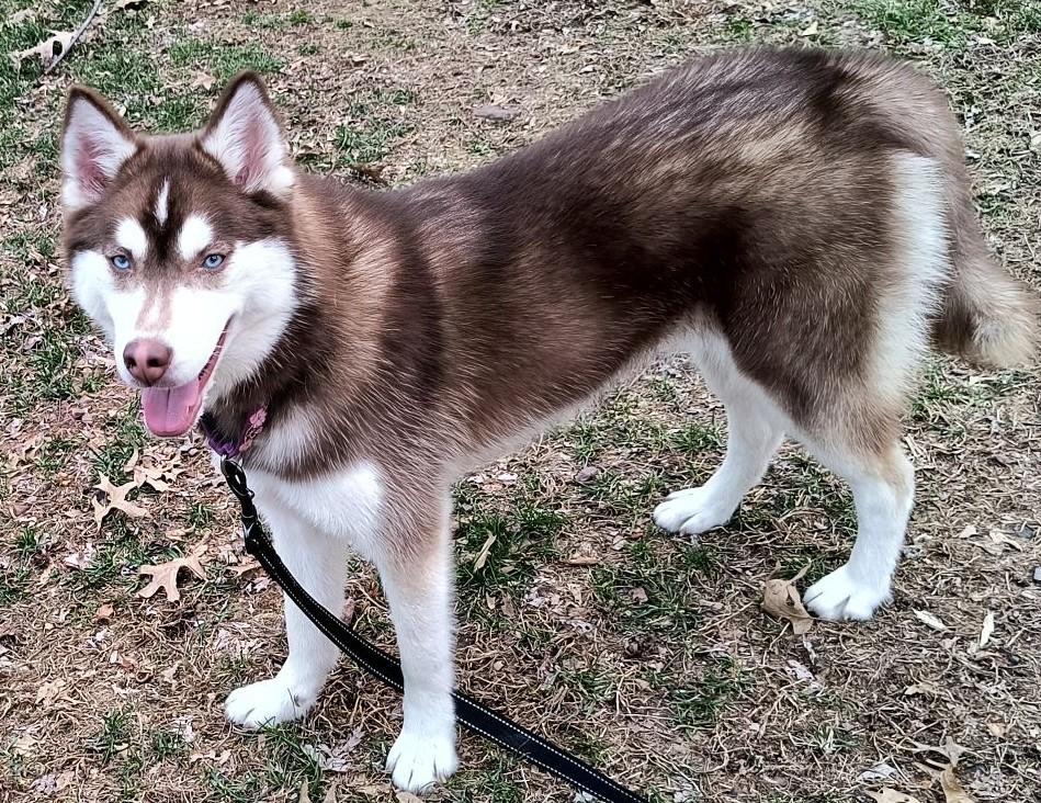 Enlarge Cinnamon Spice, a Adoptable mixed breed in Catawissa, PA image 2/3