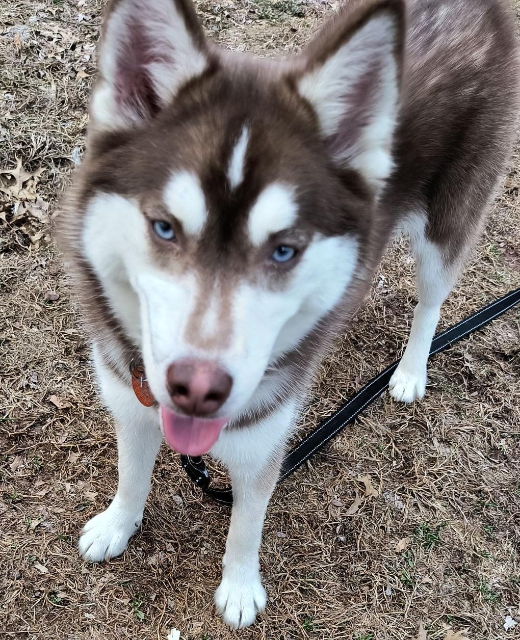 Enlarge Cinnamon Spice, a Adoptable mixed breed in Catawissa, PA image 1/3