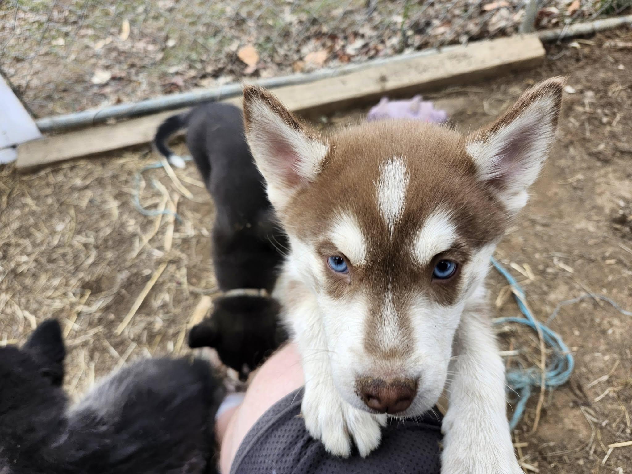 Cinnamon Spice, Adoptable, Puppy Female Siberian Husky.