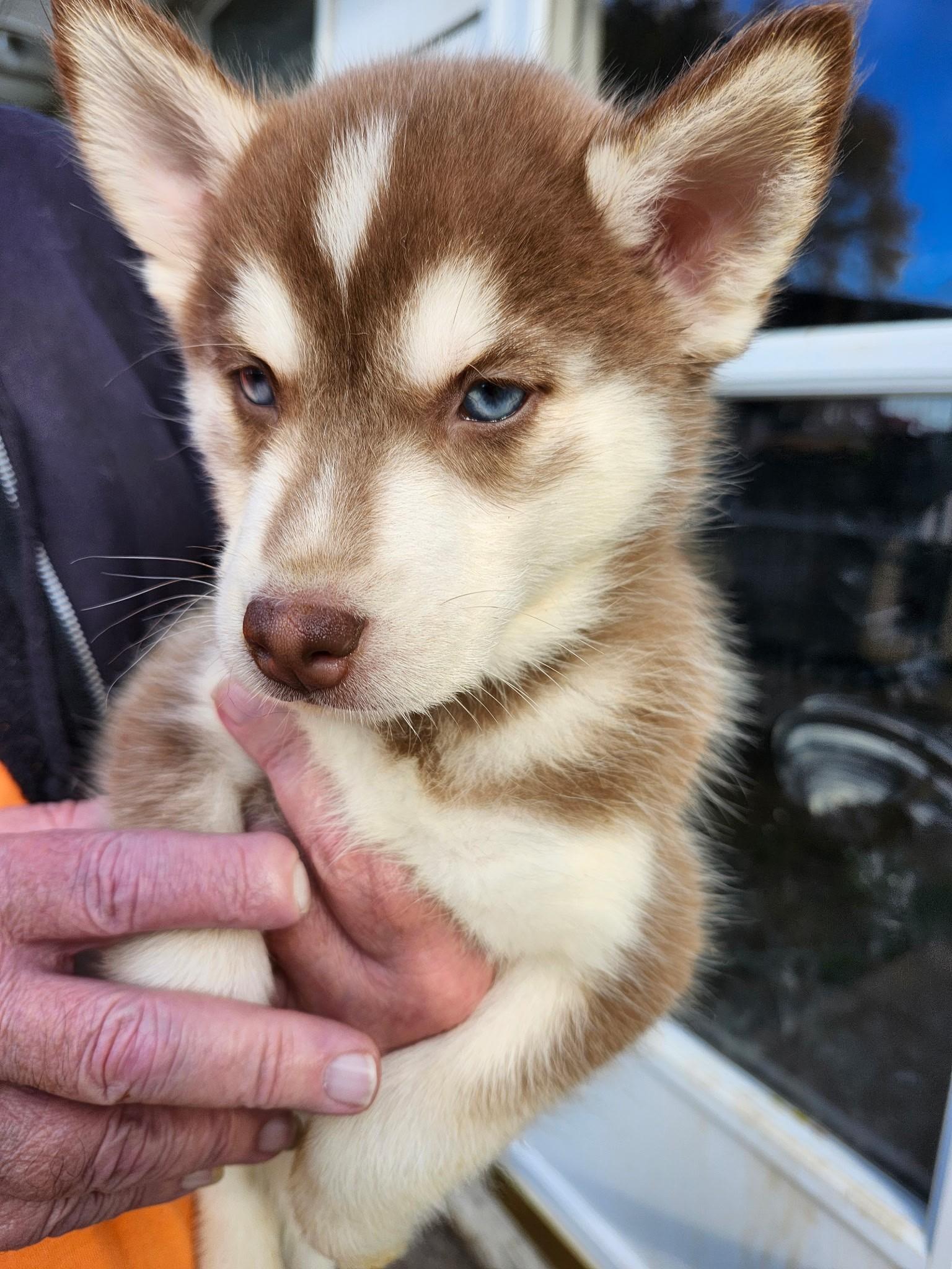 Cinnamon Spice, a Adoptable mixed breed in Catawissa, PA image 2/2