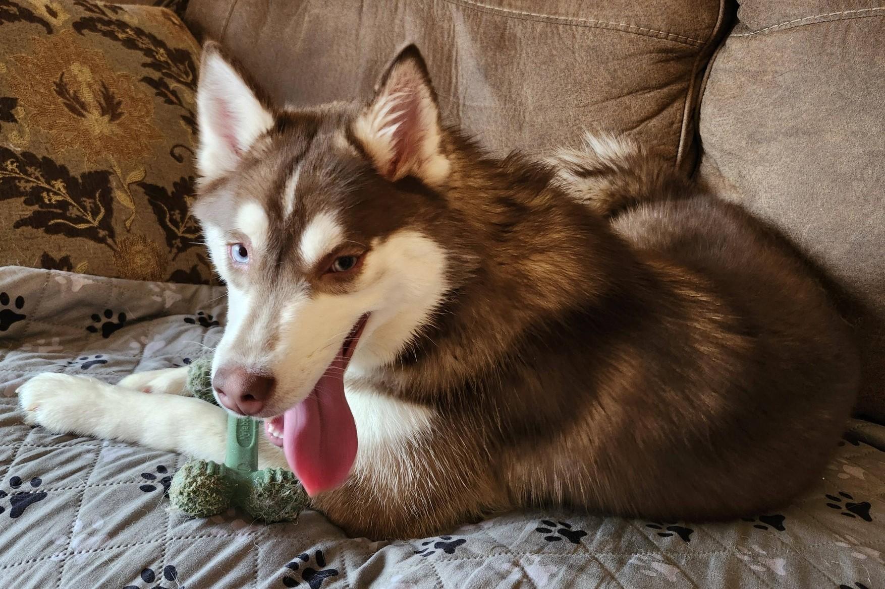 Enlarge Cinnamon Spice, a Adoptable mixed breed in Catawissa, PA image 3/3