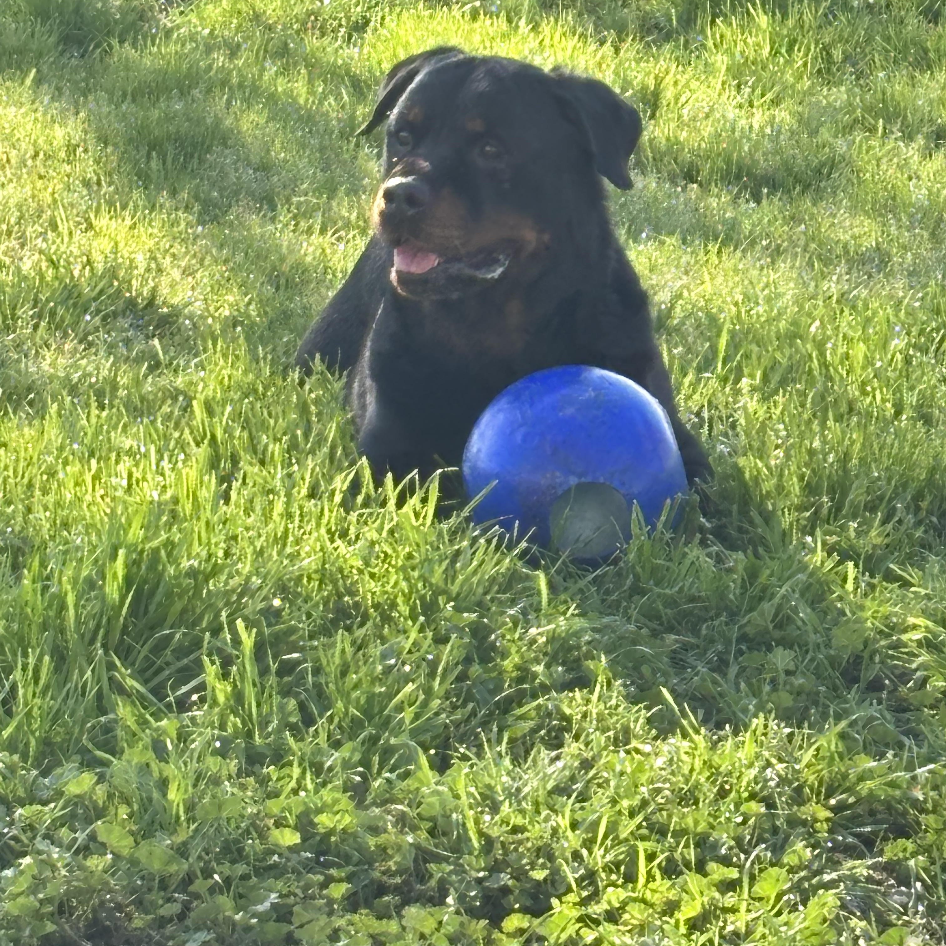 Enlarge Dragon, a Adoptable Rottweiler in Woodland, CA image 1/2