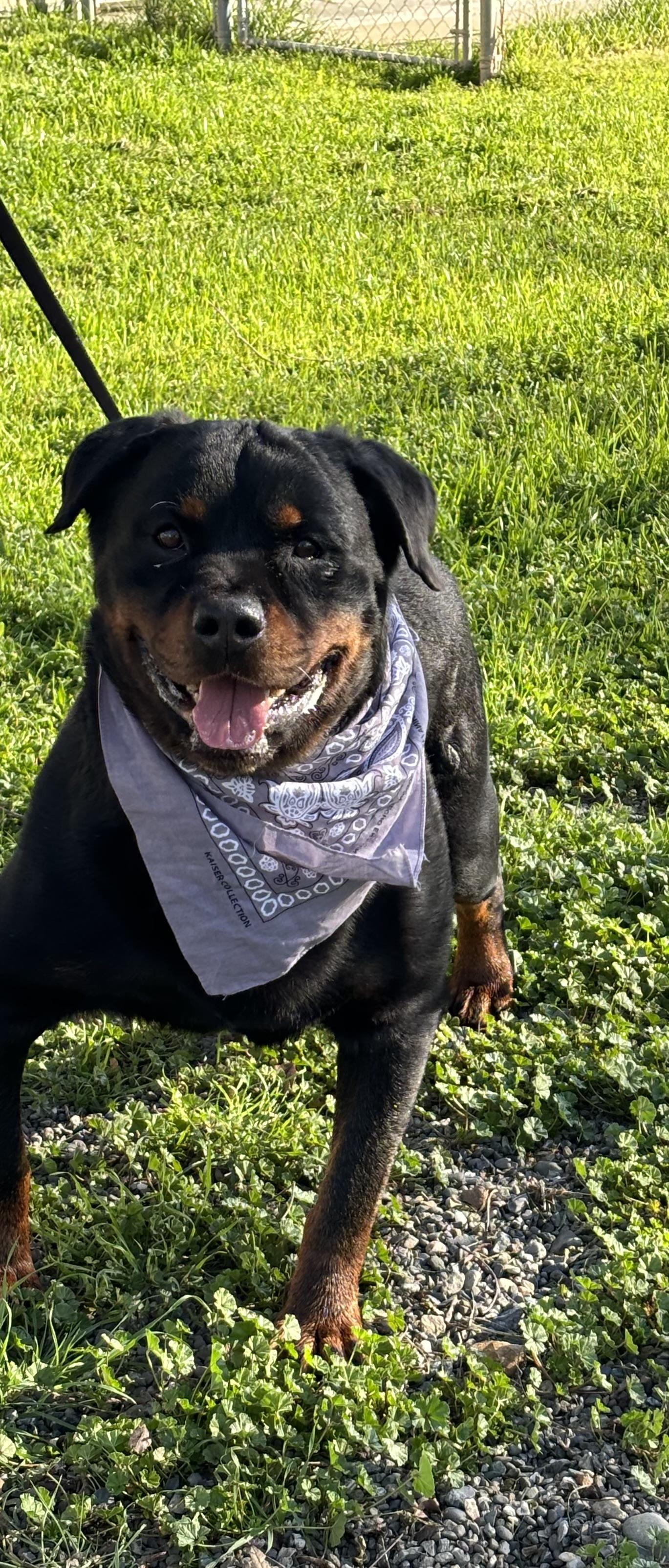 Enlarge Dragon, a Adoptable Rottweiler in Woodland, CA image 2/2