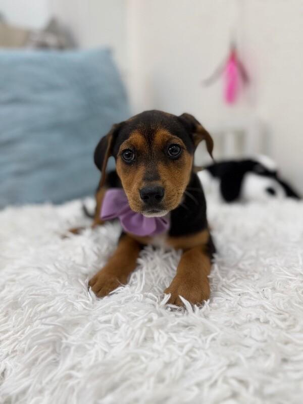 Astra Celestial — thumbnail 2