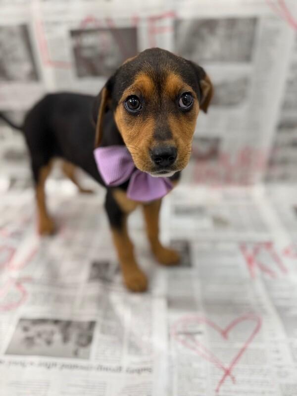 Astra Celestial — thumbnail 3