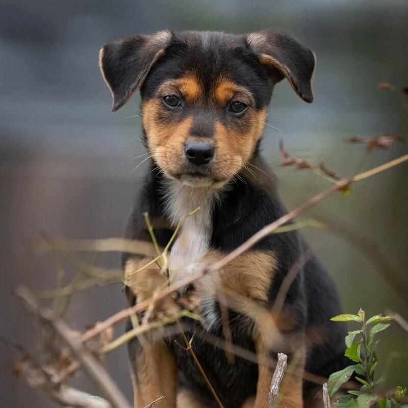 Astra Celestial — thumbnail 4