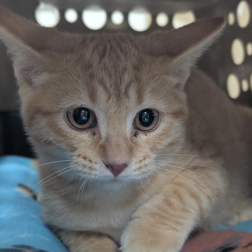 Enlarge Marshall, a Adoptable Domestic Short Hair in Canton, IL image 1/6