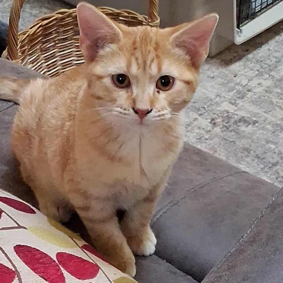 Enlarge Marshall, a Adoptable Domestic Short Hair in Canton, IL image 2/6