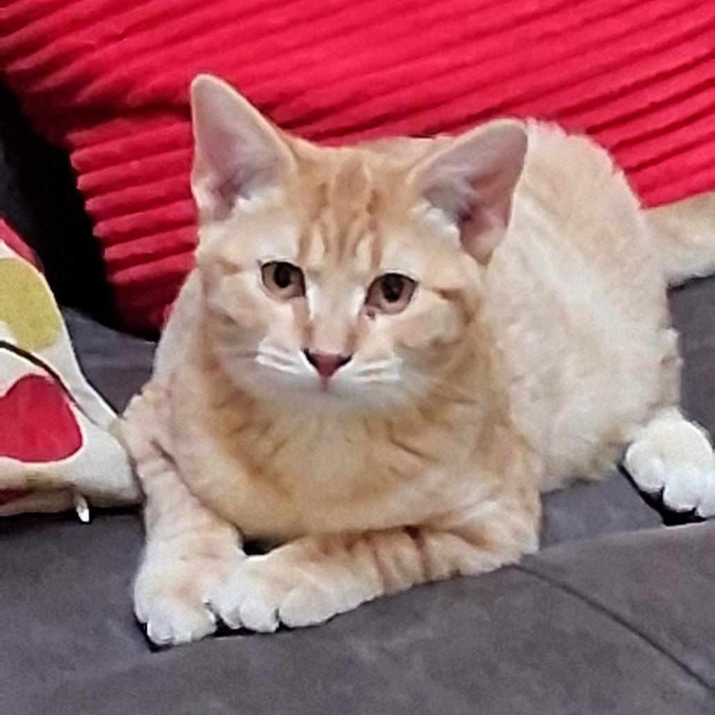 Enlarge Marshall, a Adoptable Domestic Short Hair in Canton, IL image 3/6