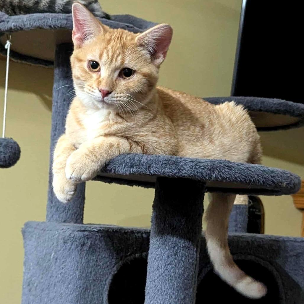 Enlarge Marshall, a Adoptable Domestic Short Hair in Canton, IL image 4/6