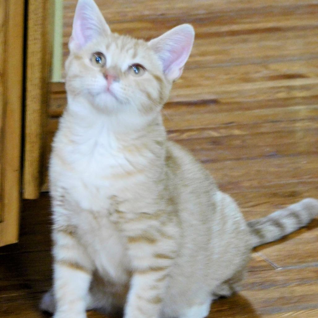 Enlarge Marshall, a Adoptable Domestic Short Hair in Canton, IL image 5/6