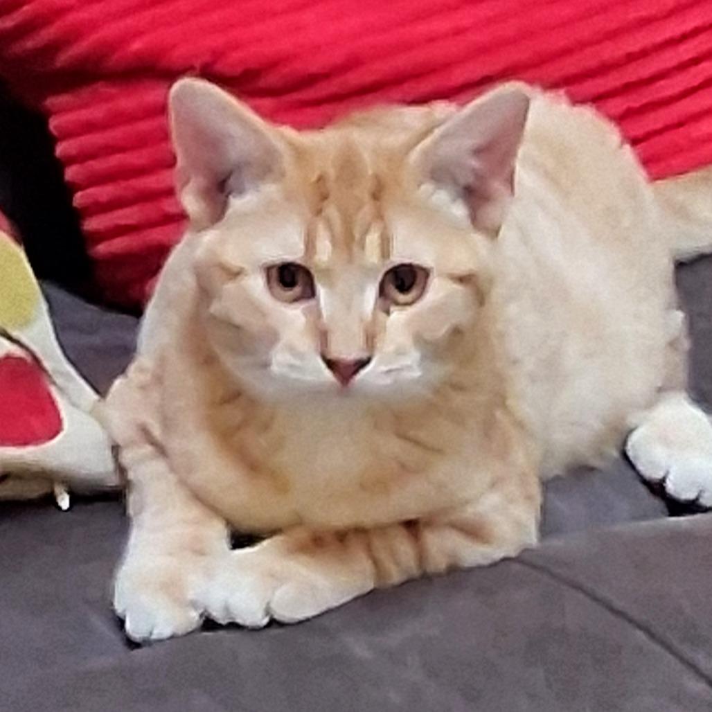 Enlarge Marshall, a Adoptable Domestic Short Hair in Canton, IL image 6/6