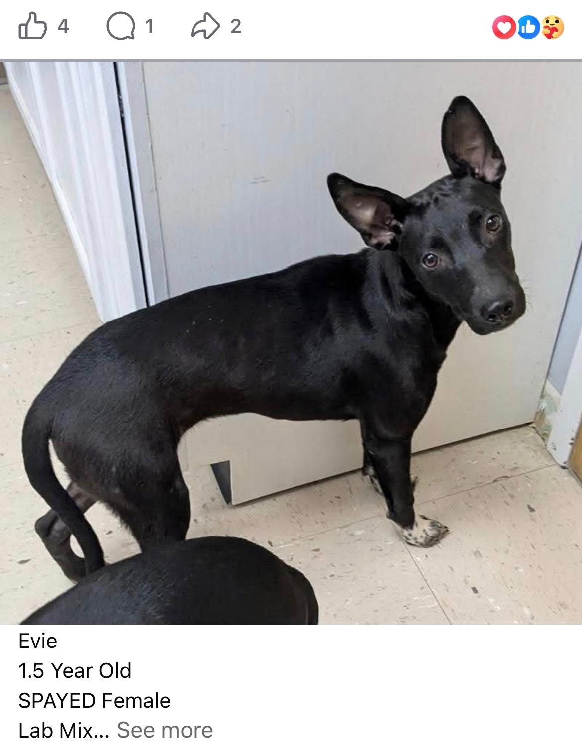 Enlarge Evie, a ADOPTABLE mixed breed in Angier , NC image 3/3