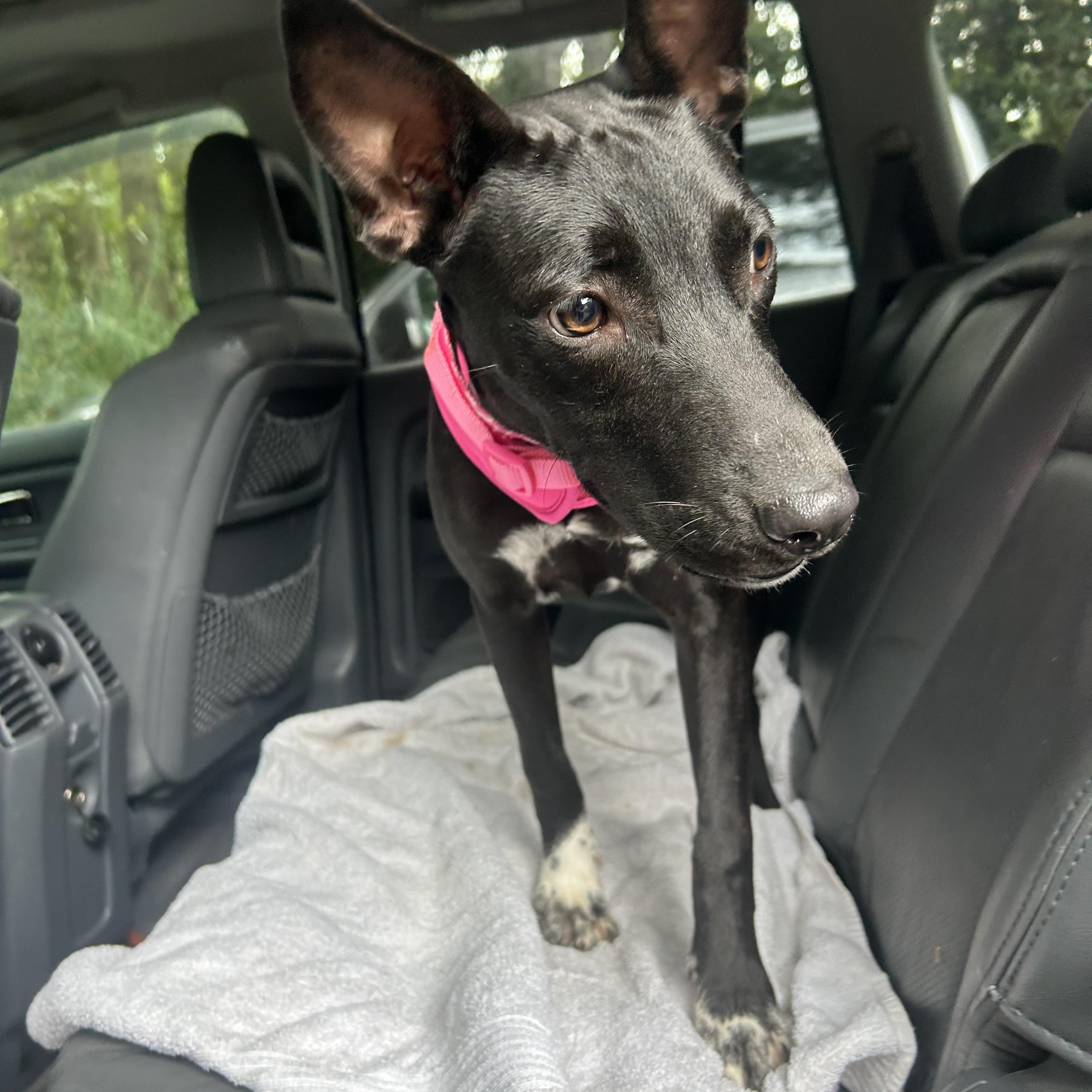 Evie, ADOPTABLE, Puppy Female Basenji & Black Labrador Retriever.